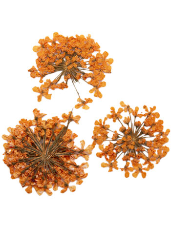 Decoración de uñas flores secas - orange bouquet